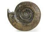 Jurassic Ammonite (Hildoceras) Fossil - England #351253-1